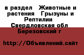  в раздел : Животные и растения » Грызуны и Рептилии . Свердловская обл.,Березовский г.